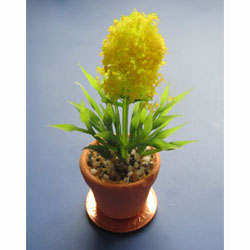 Yellow Flower in Terracotta Pot